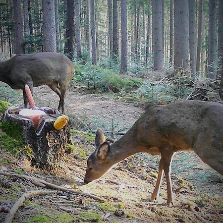 Ferienwohnung Kochs Beeren Oberfresen Buitenkant foto