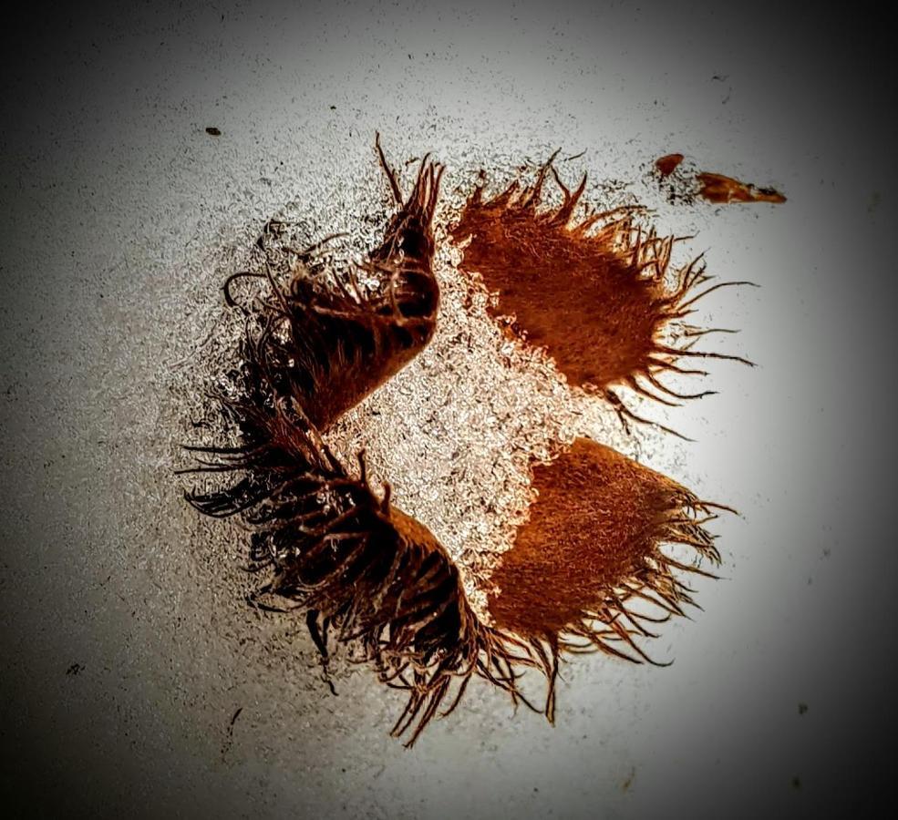 Ferienwohnung Kochs Beeren Oberfresen Buitenkant foto