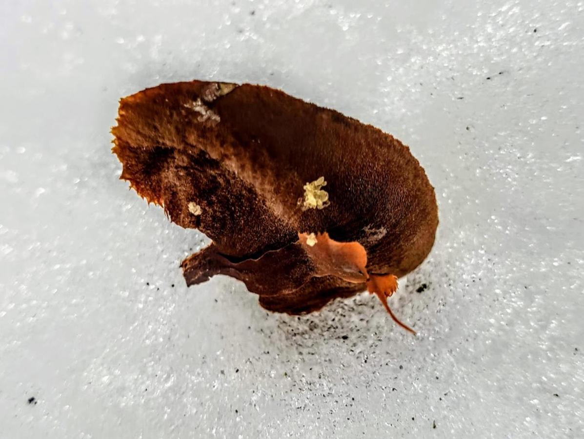 Ferienwohnung Kochs Beeren Oberfresen Buitenkant foto