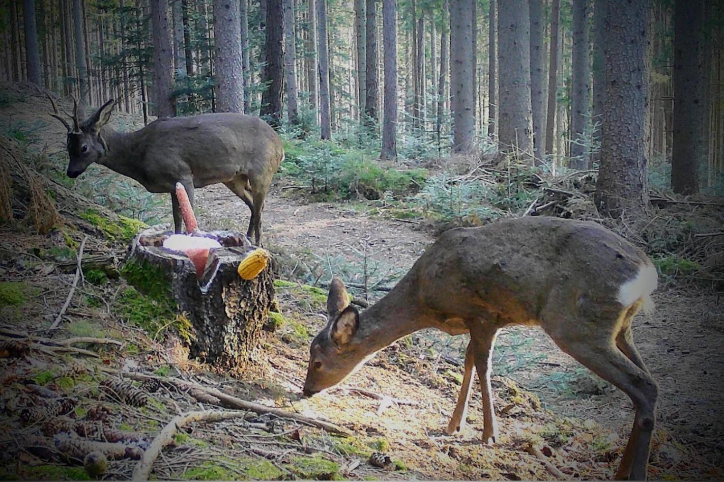Ferienwohnung Kochs Beeren Oberfresen Buitenkant foto