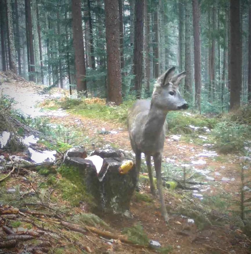 Ferienwohnung Kochs Beeren Oberfresen Buitenkant foto