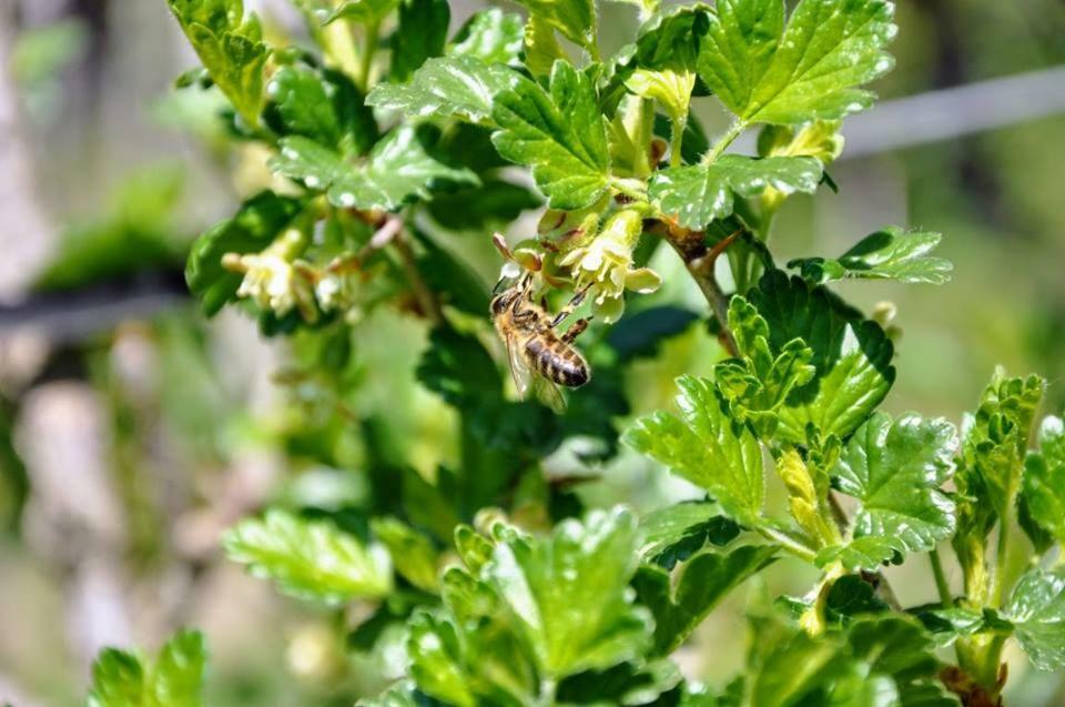 Ferienwohnung Kochs Beeren Oberfresen Buitenkant foto